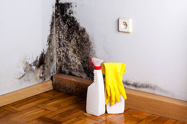 Professional Mold Remediation in Picayune, MS